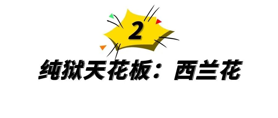 网红里的各种天花板，一个比一个惊艳，你最喜欢哪一个？ 网红资讯-第6张